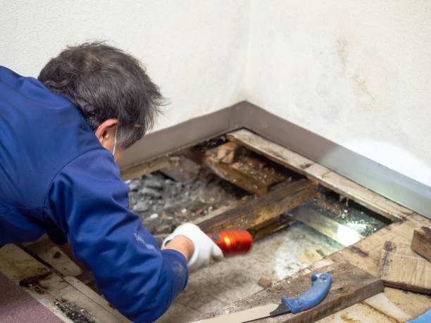 Trusted Lacy Lakeview, TX Mold Removal Experts