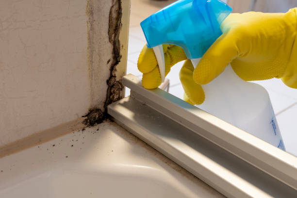 Best Mold Removal Company Near Me  in Lacy Lakeview, TX