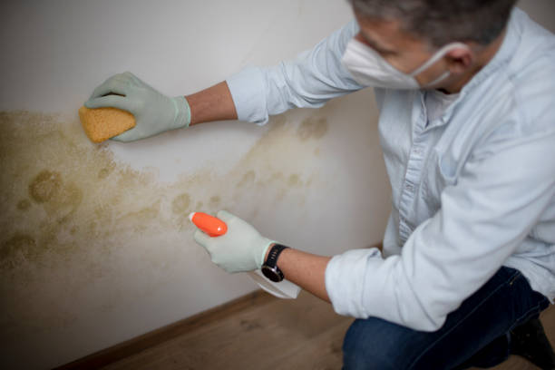 Best Affordable Mold Removal  in Lacy Lakeview, TX