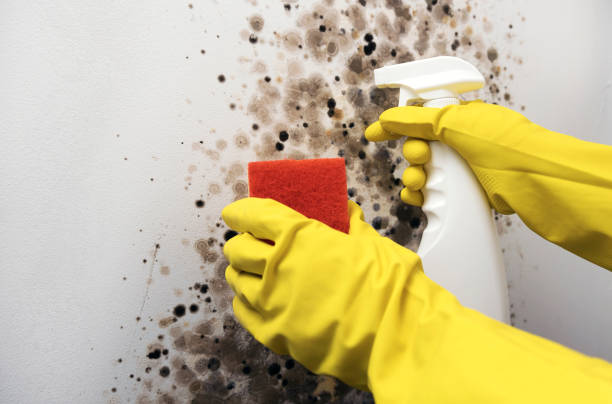 Best Local Mold Removal Service  in Lacy Lakeview, TX