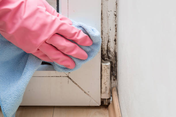 Best Home Mold Removal  in Lacy Lakeview, TX